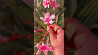 قالو حبيبي لي حبيب تاني بدون موسيقي اكسبلور لايك 