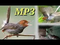 Download Lagu Suara burung prenjak ribut , cocok buat mikat !