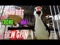 Download Lagu Cách phân biệt TRỐNG MÁI chim quốc đơn giản,nhanh nhất cho AE mới chơi/phân biệt quốc lớn trống mái