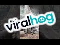 Download Lagu Feeding Some Very Large Porcupines || ViralHog