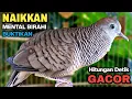 Perkutut Lokal Gacor Suara Besar Pancingan Burung Perkutut Agar Bunyi.