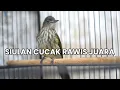 Download Lagu PANCINGAN CUCAK RAWIS UNTUK GACOR