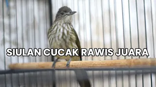 pancingan cucak rawis untuk gacor