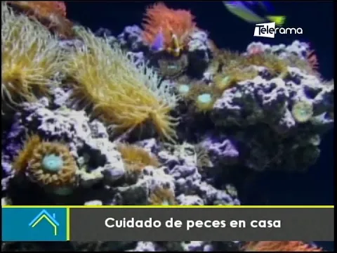 Cuidados de peces en casa
