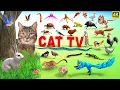 3d TV for Cats Cat Games Ultimate Cat TV Compilation Movie for Cats to Watch 4k