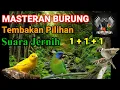 Download Lagu Masteran Burung Pilihan Jawara Kinoi - Gereja Tarung - Kenari