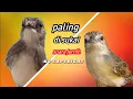 Download Lagu MASTERAN LANGGANAN || Ciblek kristal DAN cigun ( no copyright )