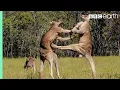 Download The Greatest Fights In The Animal Kingdom | Top 5 | BBC Earth mp4 3gp mp3 videos - waplic