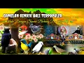Download Lagu Gamelan Rindik Bali Terpopuler Dan Merdu Dengan Suara Burung Di Alam🌿🍃