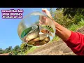 Download Lagu MENCARI IKAN LAUT TERDAMPAR DI PANTAI SAAT SURUT 