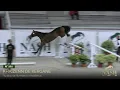 N 202 - Khaizenn de Kergane
