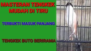 masteran tengkek buto mudah ditiru terbukti masuk panjang dan berirama