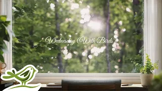 Peder B. Helland - Wednesday (With Birds) | 1 Hour of Peaceful & Soft Piano Music