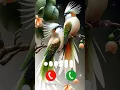 Download Lagu Smartphone ringtone 💗✨ #ringtone #smartphone #ringtones #music