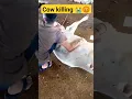 Download Lagu Beauty of Sanatan Dharm || Stop killing cows #cow #sanatandharma #hindu #india #god #love #hinduism