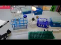 Growing Yeast in a Lab
