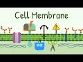 Cell Membrane Structure Functions Membrane Lipids Membrane Proteins and Carbohydrates