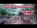 Download Lagu Kejadian aneh saat pikat ayam hutan ! #pikatayamhutan #ayamhutan