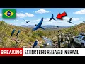 Brazil Released 20 Spix s Macaws Into Dead Caatinga Extinct Bird Is Flying Wild Again Today
