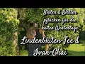 Download Lagu Latvia sings \u0026 dances and we collect leaves \u0026 blossoms: Linden blossom tea, Ivan-Chai recipe + Va...