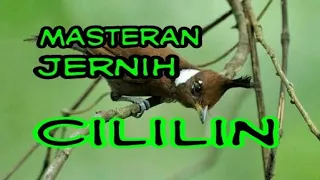 suara burung cililin jernih panjang jeda 