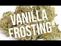 Vanilla Frosting strain review