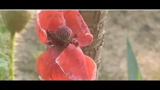 poppy poppy Papaveraceae seeds