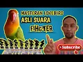 Download Lagu Masteran Lovebird dewasa fighter durasi 1 jam || Cocok buat masteran