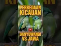Lagu PERBEDAAN KICAUAN CUCAK IJO