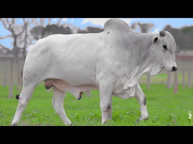 Touro Nelore ACNN - 421