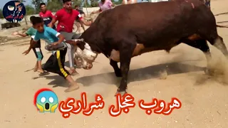 هروب عجل شراري في خانيونس فيديو رهيب جدا لا يفوتكم 