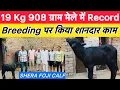 Download Lagu 19 Kg 908 ग्राम मेले में Record वाली मुर्रा झोटी || SHERA FOJI CALF | Breeding पर किया शानदार काम |