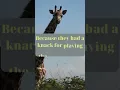 Download Lagu Hilarious Animal Comedy: Giraffe Starts Band for This Surprising Reason!