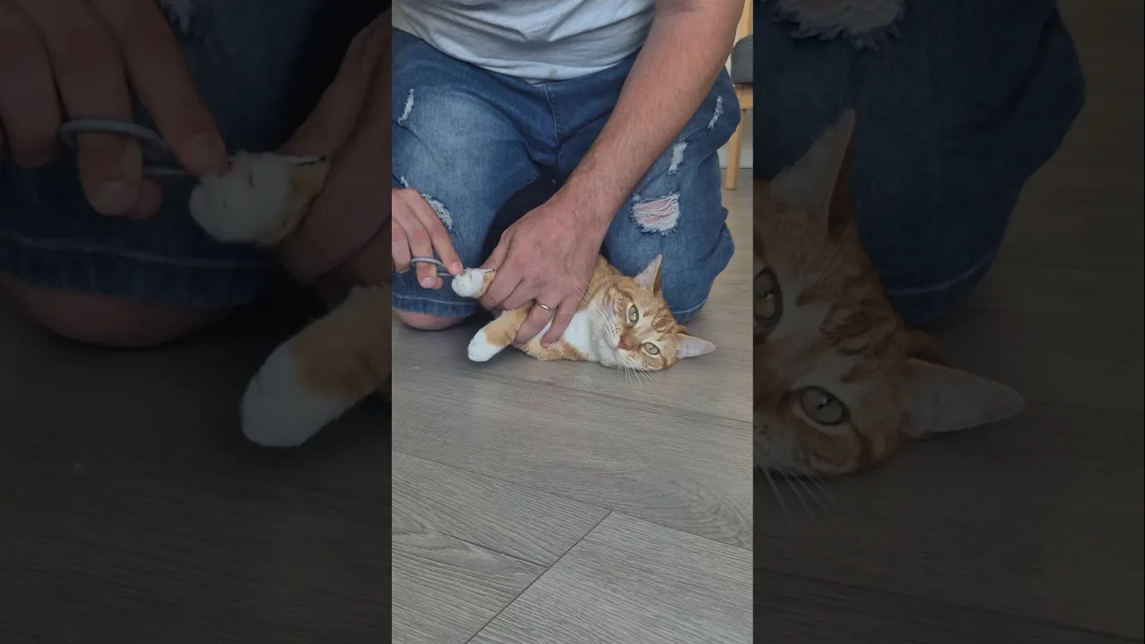 #chat #cat