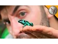 To CATCH a Poison Frog