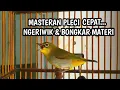 Download Lagu Masteran Pleci Ngriwik Bongkar Materi,Memancing Pleci Jadi Ngeriwik kasar