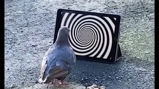 No More Memes