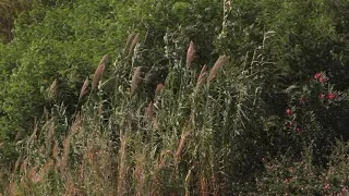 انا بيك خطاياي مغفورة 