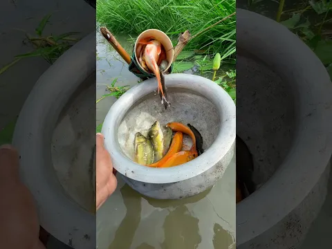 Best fishing technique by plastic pipe #fishingtrap #fishing #shorts