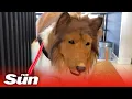 Man spends nearly 16 000 on bizarre border collie outfit