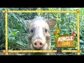 Download Lagu Vlog 3 - Jungle Judy 🙋🏻‍♀️🌎  - Grote Zoogdieren 🐒🐗🐆🦍🦥