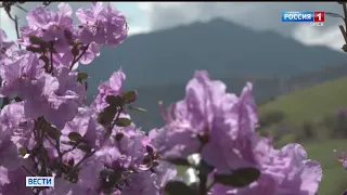 В Горном Алтае зацвела сибирская сакура