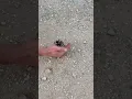 Two Texas Brown Tarantulas on the move