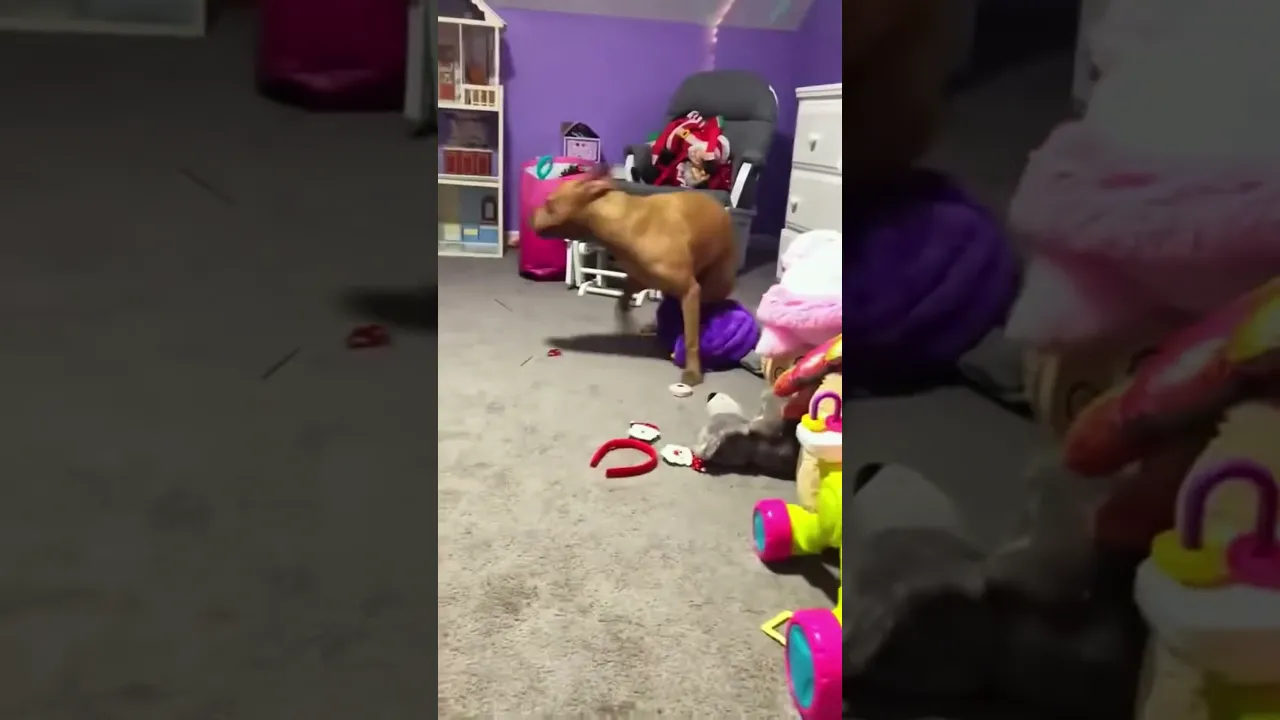Funny animals