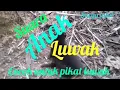 Download Lagu Teryata begini suara anak musang