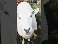 Download Lagu suara kambing sexy #shorts #shortvideo