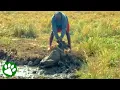 Trapped wildebeest calf rescued from deep mud
