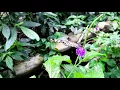 Download Lagu Wings of paradise Butterfly Conservatory Cambridge