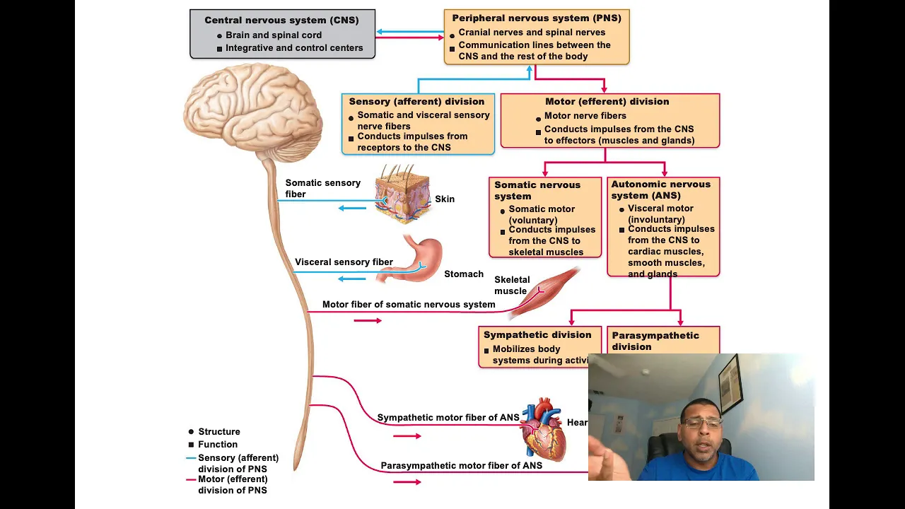 AnatomyNervousSystem
