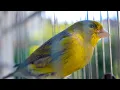 Download Lagu You would not believe in your ears! Meet Mr Five !Canary 's Training Song